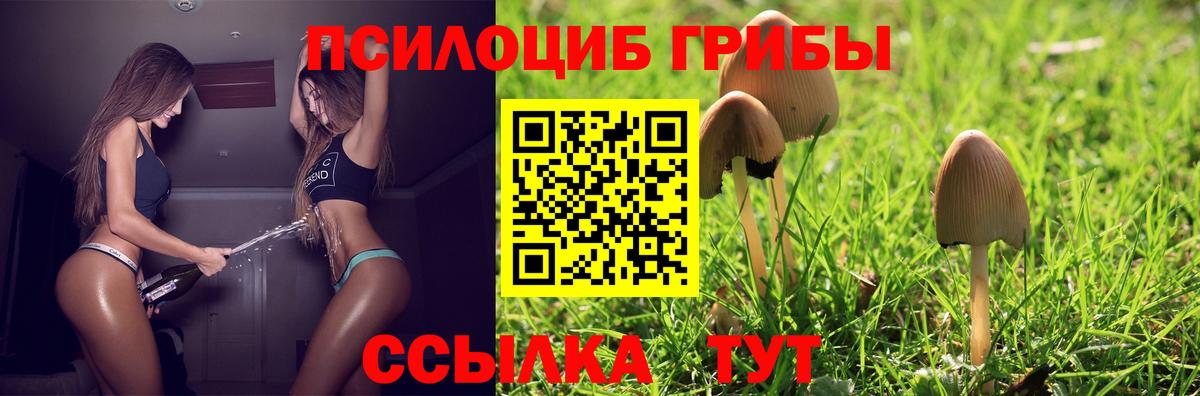 Псилоцибиновые грибы Psilocybine cubensis Междуреченск